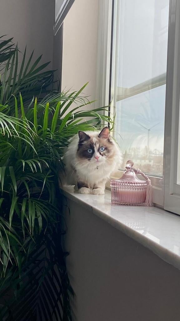 Ragdoll poes, Dieren en Toebehoren, Katten en Kittens | Raskatten | Langhaar, Poes, Gechipt