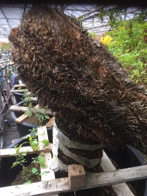 Cycas Revoluta Cristaten uit Costa Rica, Huis en Inrichting, Kamerplanten, Overige soorten, 150 tot 200 cm, Groene kamerplant