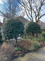 Twee gratis olijfwilg boompjes (230-240cm hoog), Tuin en Terras, Volle zon, Vaste plant, Bloeit niet, Ophalen