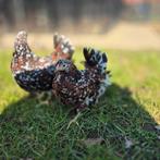 Wyandotte kriel kuikens 12 weken porselein, Dieren en Toebehoren, Pluimvee, Vrouwelijk, Kip