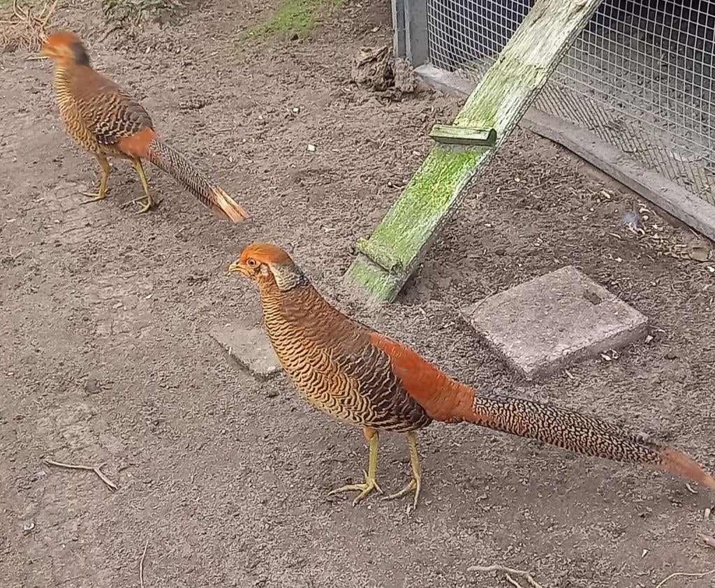 Jonge fazant haan, Dieren en Toebehoren, Pluimvee, Mannelijk, Kip