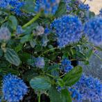 Kruipende Amerikaanse Sering - Ceanothus repens, Tuin en Terras, Ophalen of Verzenden, Overige soorten, Struik, Minder dan 100 cm