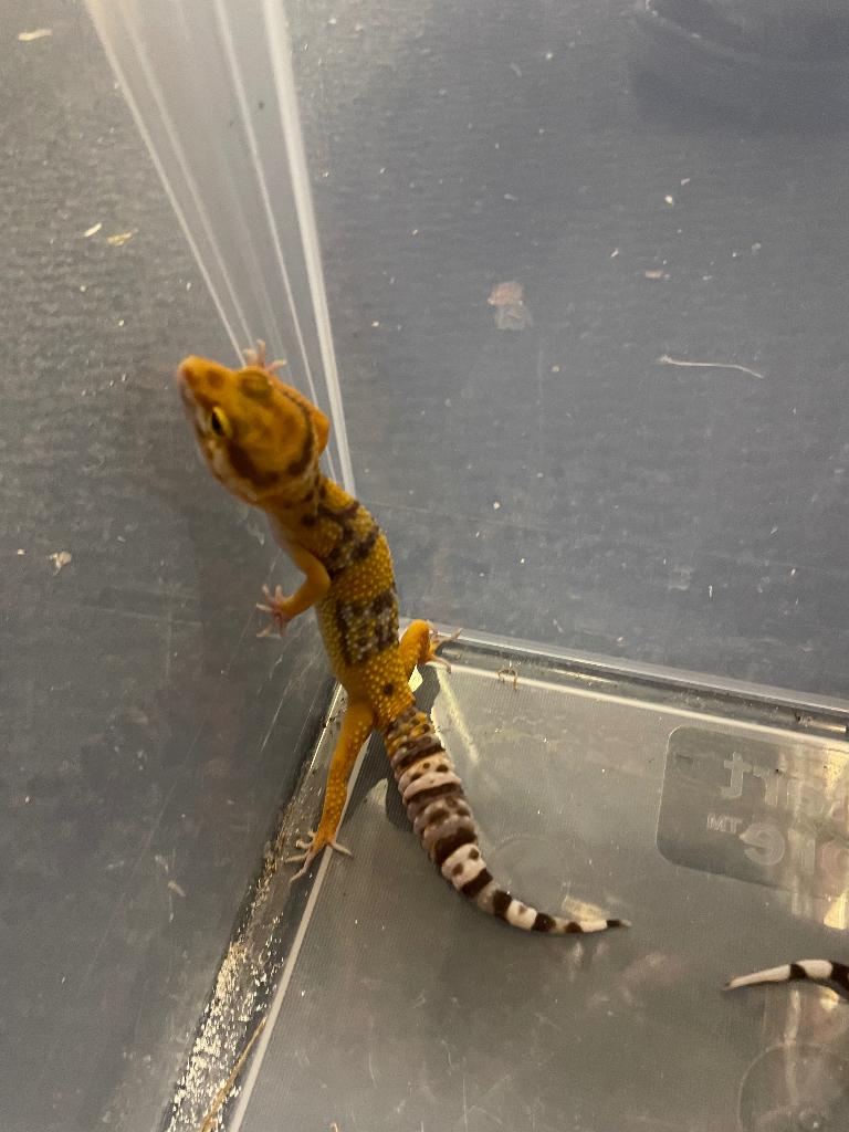 Tangerine Tremper Albino man, Dieren en Toebehoren, Reptielen en Amfibieën, Hagedis, Tam, 0 tot 2 jaar