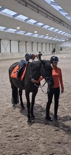 ‼️bijrijd/verzorgpony gezocht, Dieren en Toebehoren, Ophalen of Verzenden, Nieuw, Overige soorten