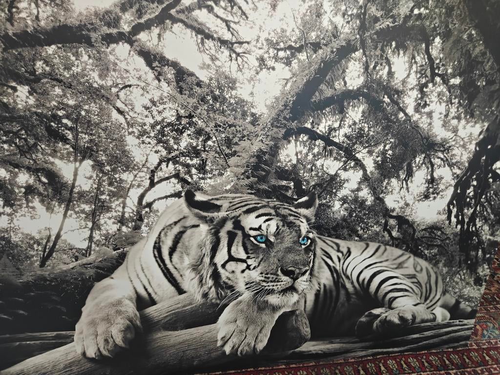 Groot deco paneel tijger met blauwe ogen (98x136 cm), Ophalen, Overige typen, 125 cm of meer, Zo goed als nieuw
