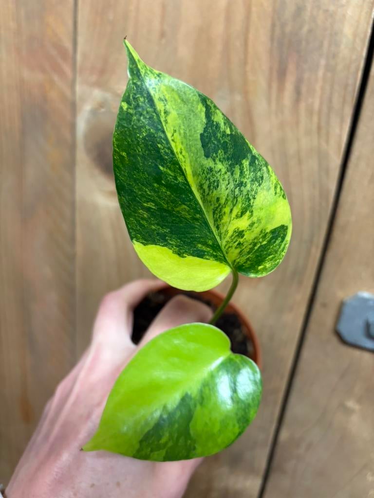 Monstera deliciosa variegata plant lemon lime large form, Ophalen of Verzenden, Halfschaduw, Minder dan 100 cm