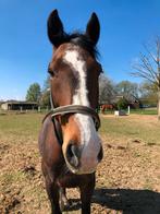 Bijrijder/leaser gezocht, Ophalen, Recreatie