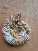 Prachtige Ammoniet Fossiel - Uniek Verzamelstuk 8cm, Ophalen of Verzenden, Fossiel