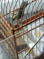 Picolet, Dieren en Toebehoren, Vogels | Overige Vogels, Vrouwelijk, Tropenvogel, Tam