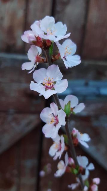 Sierkers met lichtroze bloemen te koop beschikbaar voor biedingen