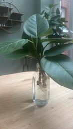 Prachrige ficus Altissima (Audrey) stekken., Huis en Inrichting, Kamerplanten, Ophalen of Verzenden, Ficus, Minder dan 100 cm