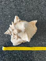 Grote Schelp - Decoratie, Huis en Inrichting, Woonaccessoires | Overige, Ophalen of Verzenden, Zo goed als nieuw