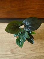 Syngonium erythrophyllum "Red arrow" plantjes/stekjes, Ophalen of Verzenden, Halfschaduw, Minder dan 100 cm