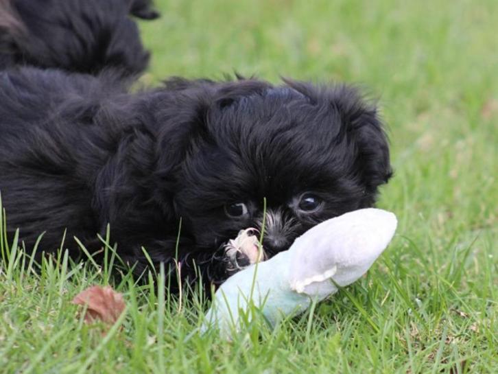 Lieve kruising boomer pup., Dieren en Toebehoren, Honden | Chihuahua's en Gezelschapshonden, Reu, Overige rassen, Fokker | Professioneel