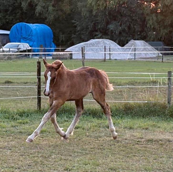 Deze knappe bijzondere jongen is te koop!, Dieren en Toebehoren, Pony's, Hengst, A pony (tot 1.17m), 0 tot 2 jaar