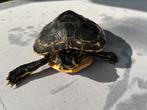 Schiltpad geelwang gratis, Dieren en Toebehoren, Reptielen en Amfibieën, Schildpad, 7 tot 10 jaar