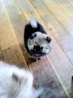 Prachtige pomeriaan pups ( ouders aanwezig), Dieren en Toebehoren, Honden | Poolhonden, Keeshonden en Oertypen, Keeshond, 8 tot 15 weken