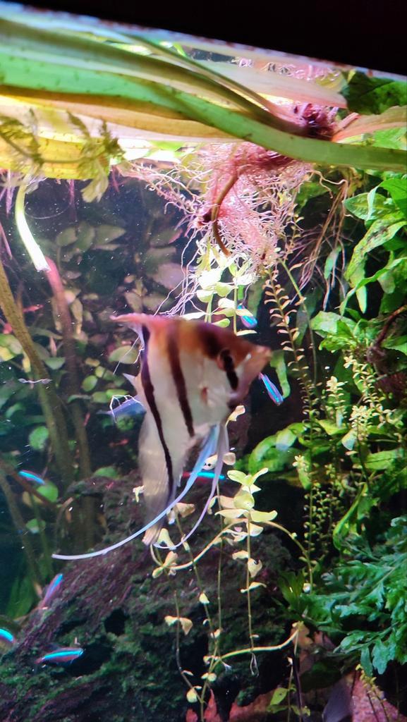 2 maanvissen, Dieren en Toebehoren, Vissen | Aquariumvissen, Zoetwatervis, Vis