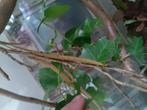 Wandelende tak, Dieren en Toebehoren, Insecten en Spinnen, Wandelende tak