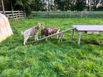 4 toggenburger geiten., Dieren en Toebehoren, Schapen, Geiten en Varkens, Meerdere dieren, Geit