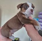 Old English Bulldog pups, Parvo, Nederland, 8 tot 15 weken, Bulldog