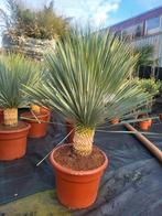 Yucca rostrata xxl, Tuin en Terras, Ophalen of Verzenden, Overige soorten, Volle zon