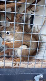 HUDSON EEKHOORN, Dieren en Toebehoren, Knaagdieren, Mei, Mannelijk, Hamster