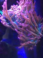 Entacmaea sunburst tepelanemoon te koop, Dieren en Toebehoren, Ophalen, Nieuw