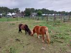 Twee oudere shetlanders, Dieren en Toebehoren, Pony's, Merrie, A pony (tot 1.17m), Gechipt, 11 jaar of ouder