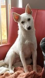 Lieve Coco is een super mooi meisje van 8 maandjes jong, Dieren en Toebehoren, Particulier, 15 weken tot 1 jaar, Buitenland, Teef