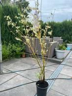 Salix integra, Tuin en Terras, Ophalen of Verzenden, Zomer, Overige soorten, Volle zon