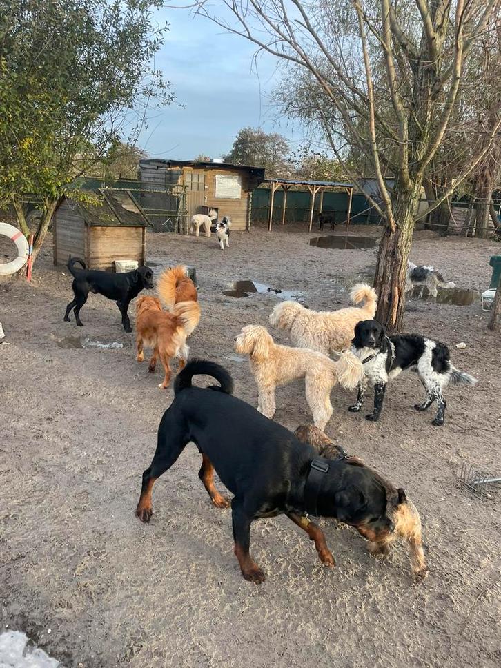 Honden oppas dagopvang Rotterdam en omstreken, Diensten en Vakmensen, Dieren | Honden | Verzorging, Oppas en Les