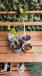 Setje 5 planten en stekjes indoor/buiten planten, Tuin en Terras, Planten | Tuinplanten, Zomer, Ophalen of Verzenden, Overige soorten