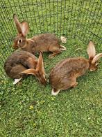 Belgische hazen te koop, Dieren en Toebehoren, Mannelijk, Groot