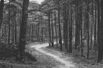 957513	Veluwe Gld	boschpad Poststempel Kootwijkerbroek	1942, Verzamelen, Ansichtkaarten | Nederland, Ophalen of Verzenden, 1940 tot 1960