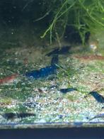 Neocaridina Blue, Kreeft, Krab of Garnaal, Zoetwatervis, Schoolvis