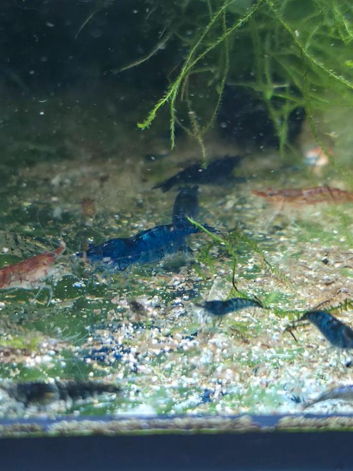 Neocaridina Blue, Dieren en Toebehoren, Vissen | Aquariumvissen, Zoetwatervis, Kreeft, Krab of Garnaal, Schoolvis