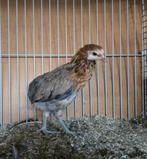 Grote Araucana kippen bolstaart., Dieren en Toebehoren, Pluimvee, Meerdere dieren, Kip
