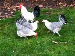 Friese zilverpel 1+3 of ruilen, Dieren en Toebehoren, Pluimvee, Meerdere dieren, Kip