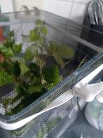 Wandelende takken, Dieren en Toebehoren, Wandelende tak