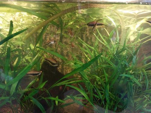 Keizertetra's mannen en vrouwen, Dieren en Toebehoren, Vissen | Aquariumvissen, Zoetwatervis, Vis, Schoolvis