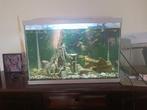 Aquarium met vissen, Ophalen, Gebruikt, Gevuld zoetwateraquarium