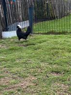 Haan Hollandse kuifhoen, Dieren en Toebehoren, Mannelijk, Kip