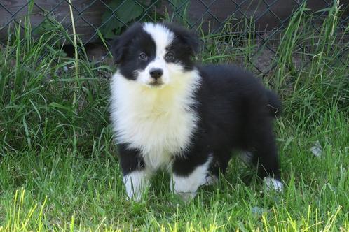 Border Collie kruising x Golden Retriever pups, Dieren en Toebehoren, Honden | Herdershonden en Veedrijvers, Meerdere dieren, Collie