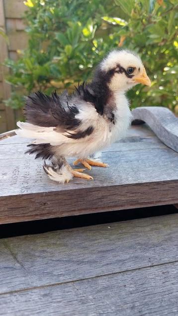 Cochin krul kuikens,  kriel soort, gesexst hennen.  beschikbaar voor biedingen