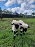 walliser tweeling ramlammeren, Dieren en Toebehoren, Schaap, Mannelijk, 0 tot 2 jaar