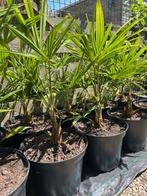 Nederlands gekweekte waaierpalm, Tuin en Terras, Planten | Bomen, Halfschaduw, Minder dan 100 cm, Palmboom, Ophalen