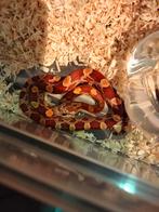 Pantherophis Guttatus - Rode Rattenslang 1.4, Dieren en Toebehoren, Reptielen en Amfibieën, Slang, 0 tot 2 jaar