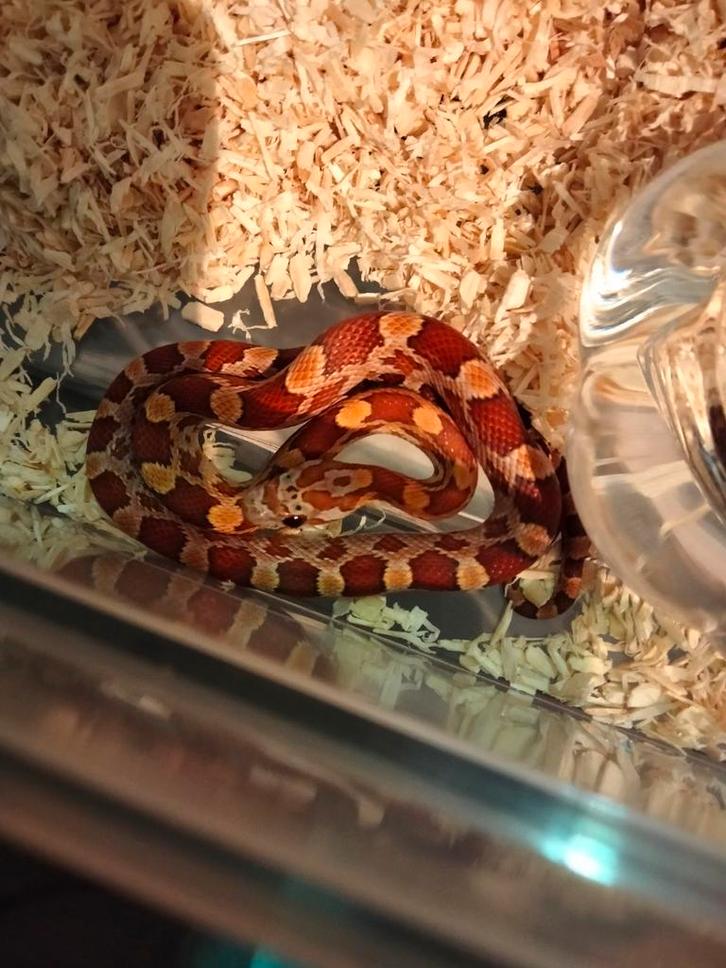 Pantherophis Guttatus - Rode Rattenslang 1.4