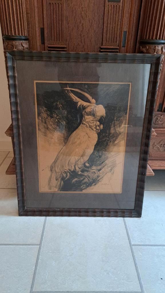 Schilderij Kaketoe in Antieke Lijst, Antiek en Kunst, Kunst | Etsen en Gravures, Ophalen
